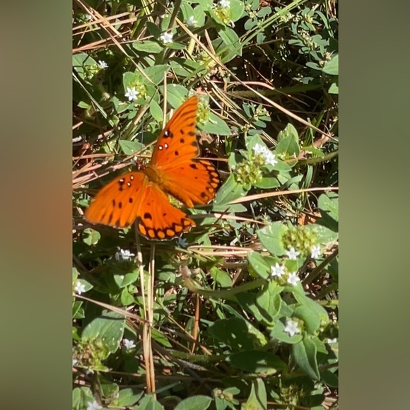 Meet your Posher, ©️Living Butterfly - Picture 4 of 4